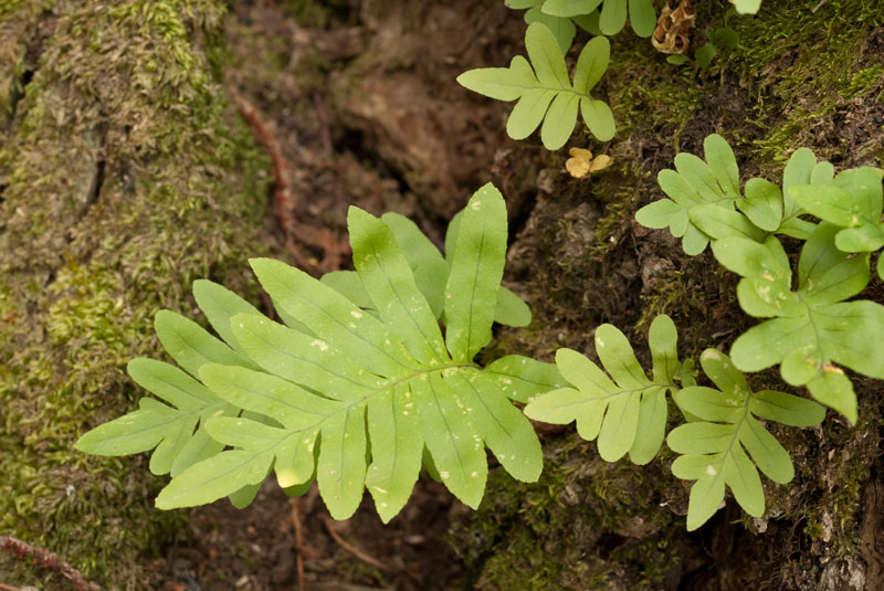 Polypodium cfr. cambricum
